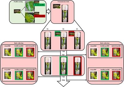 The Mechanism of Citrus Host Defense Response Repression at Early Stages of Infection by Feeding of Diaphorina citri Transmitting Candidatus Liberibacter asiaticus